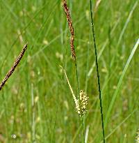 Carex lasiocarpa image