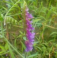 Vicia villosa subsp. villosa image