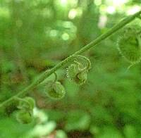 Cynoglossum virginianum image