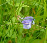 Scutellaria galericulata image