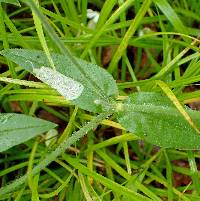 Silene latifolia image