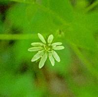 Myosoton aquaticum image
