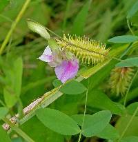 Lathyrus palustris image