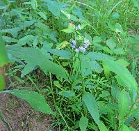 Prunella vulgaris subsp. lanceolata image