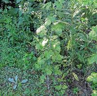 Rubus occidentalis image