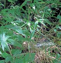 Elymus macgregorii image