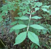 Euonymus alatus image