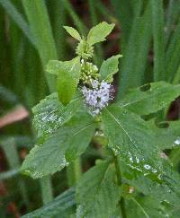 Mentha canadensis image