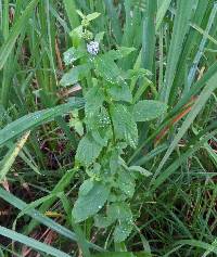 Mentha canadensis image