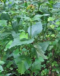 Silphium perfoliatum image