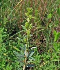 Lespedeza capitata image