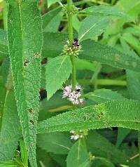 Mentha canadensis image