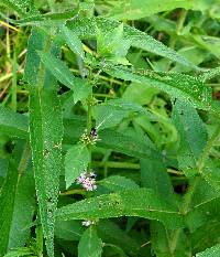 Mentha canadensis image