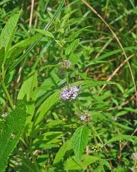 Mentha canadensis image