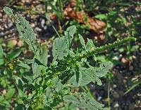 Amaranthus tuberculatus image