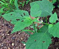 Solanum ptychanthum image