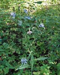 Lactuca floridana image