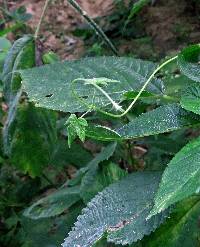 Humulus japonicus image