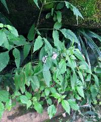 Mentha canadensis image