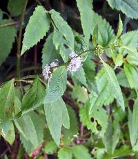 Mentha canadensis image