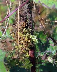 Cuscuta cephalanthi image