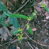 Solidago caesia var. caesia image