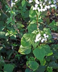 Ageratina altissima var. altissima image