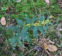 Solidago caesia var. caesia image