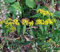 Solidago caesia var. caesia image