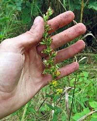 Solidago patula subsp. patula image