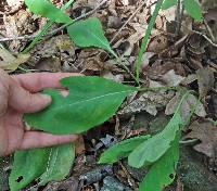 Solidago speciosa image