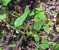 Symphyotrichum shortii image