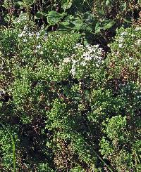 Symphyotrichum ericoides var. ericoides image