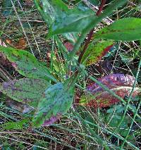 Solidago patula subsp. patula image