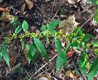 Solidago caesia var. caesia image