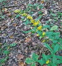 Solidago caesia var. caesia image