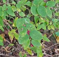 Symphoricarpos orbiculatus image