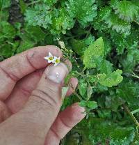 Solanum ptychanthum image