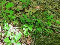 Anemone quinquefolia image