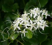 Image of Clematis terniflora