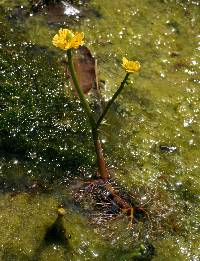 Image of Ranunculus flabellaris