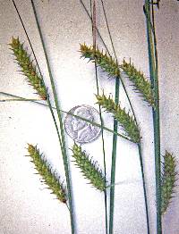 Image of Carex bullata