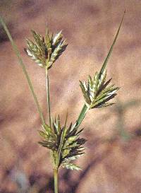 Cyperus schweinitzii image