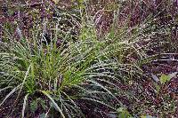 Carex lonchocarpa image