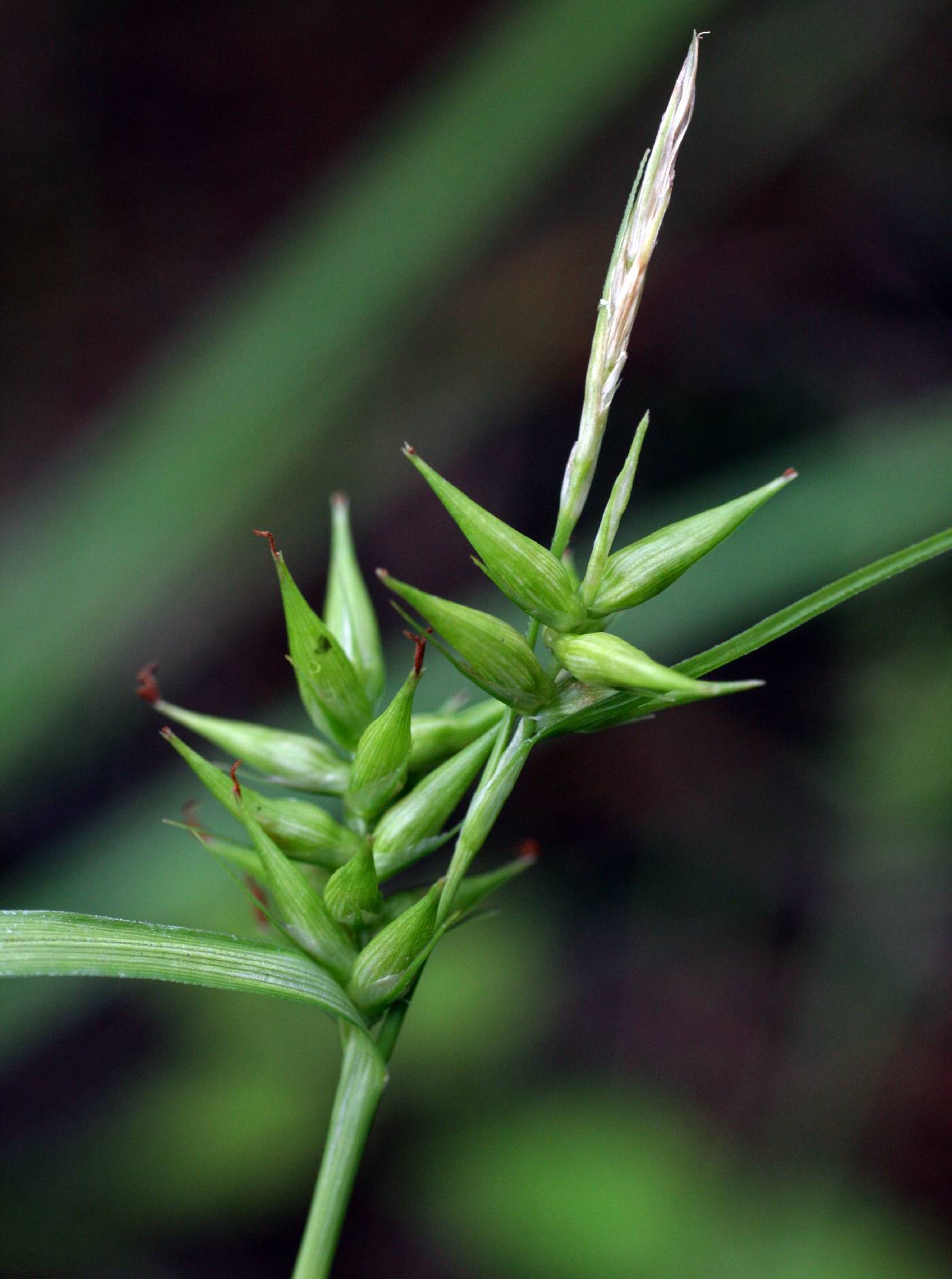 Carex lonchocarpa image