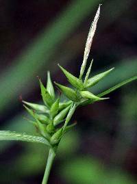 Image of Carex lonchocarpa