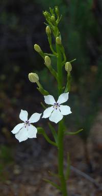 Isotoma hypocrateriformis image