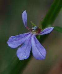 Image of Lobelia anceps