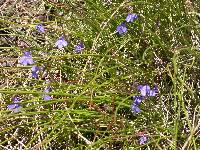 Lobelia flaccida subsp. flaccida image