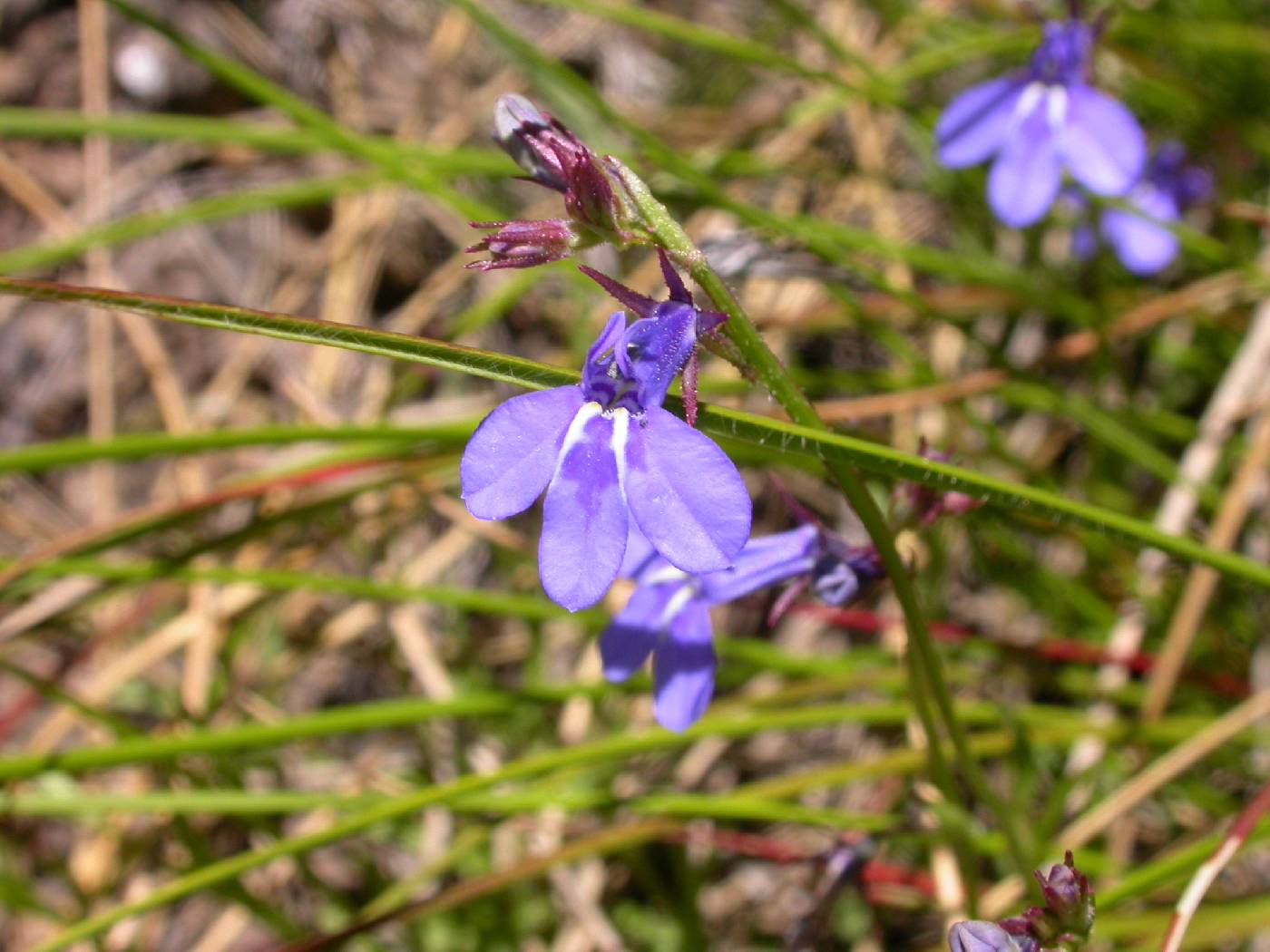 Lobelia flaccida subsp. flaccida image